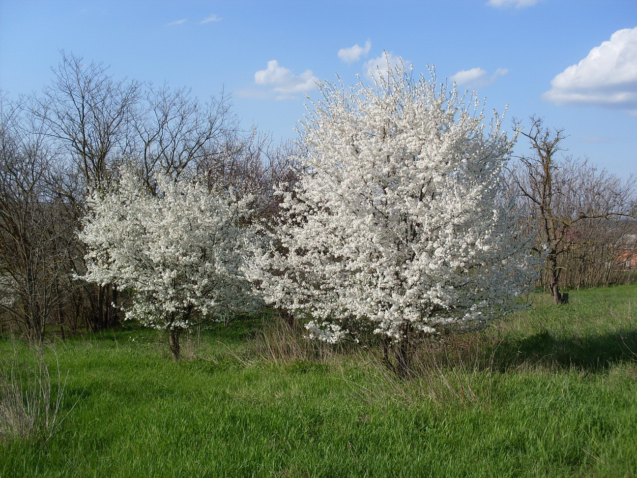 Изображение особи Prunus cerasifera.