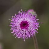genus Jurinea