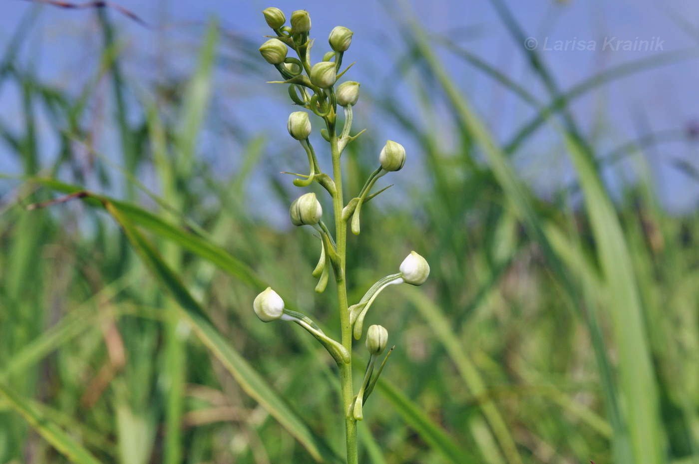 Image of Habenaria linearifolia specimen.