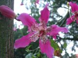 Ceiba speciosa