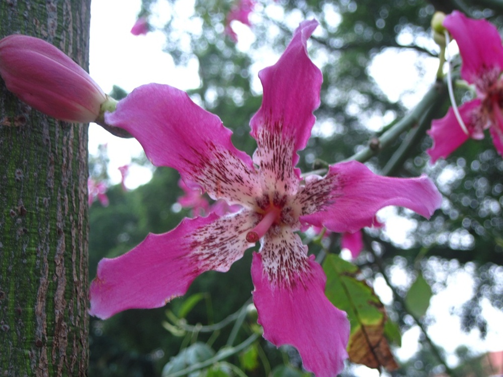 Image of Ceiba speciosa specimen.