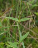 Cerastium pauciflorum