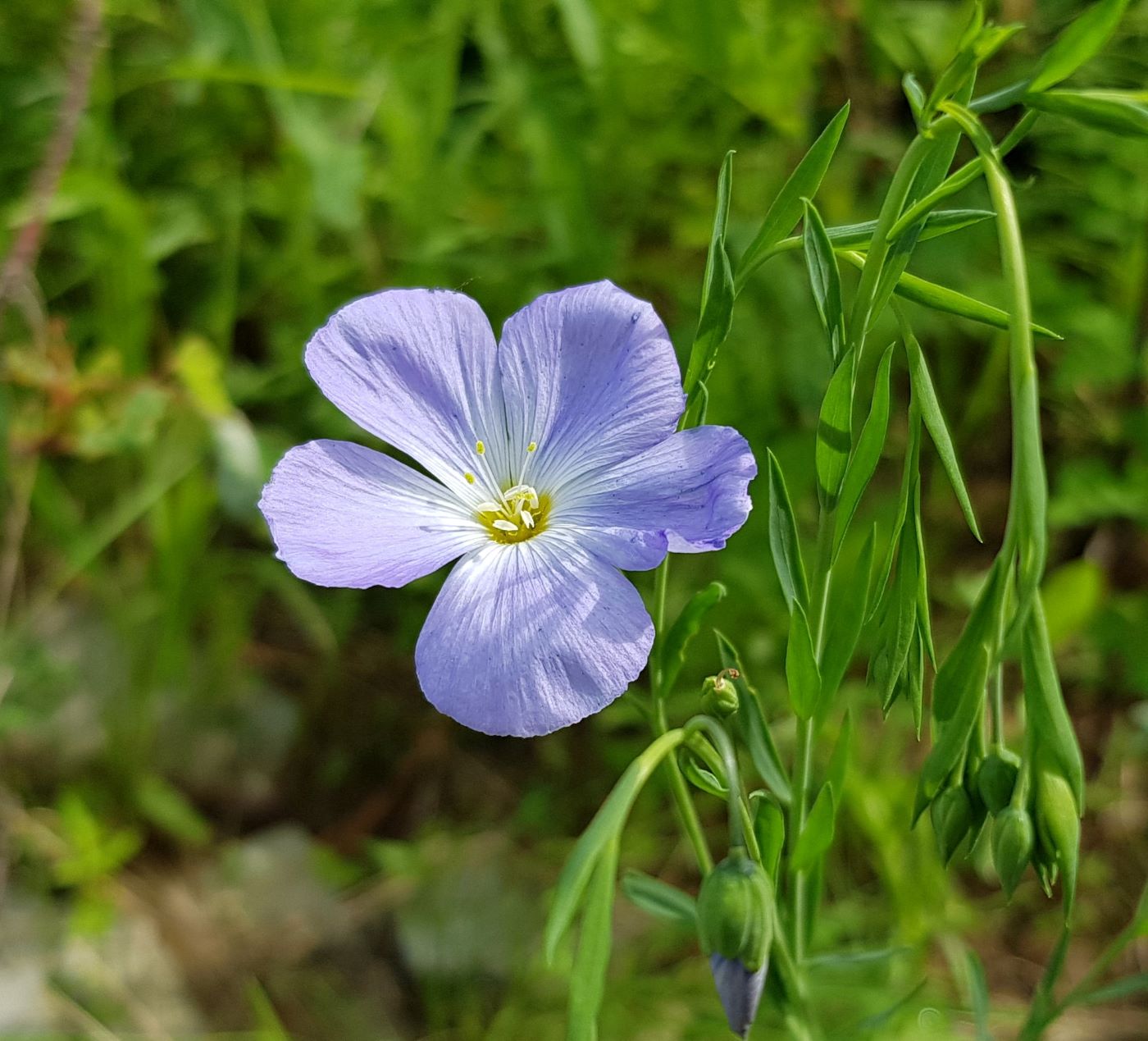 Изображение особи Linum komarovii.