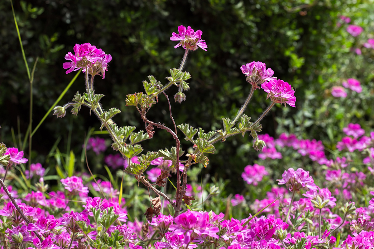 Изображение особи род Pelargonium.