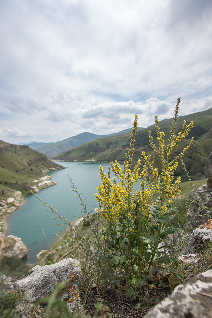 Изображение особи род Verbascum.