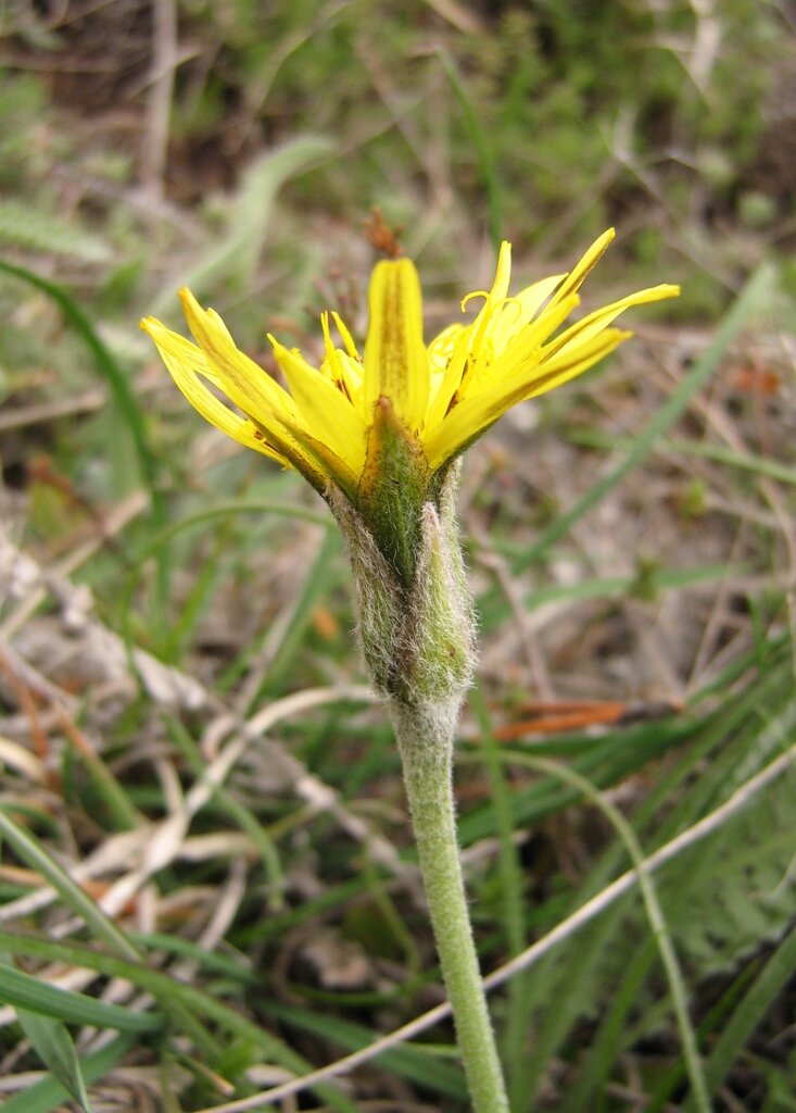 Image of Scorzonera mollis specimen.