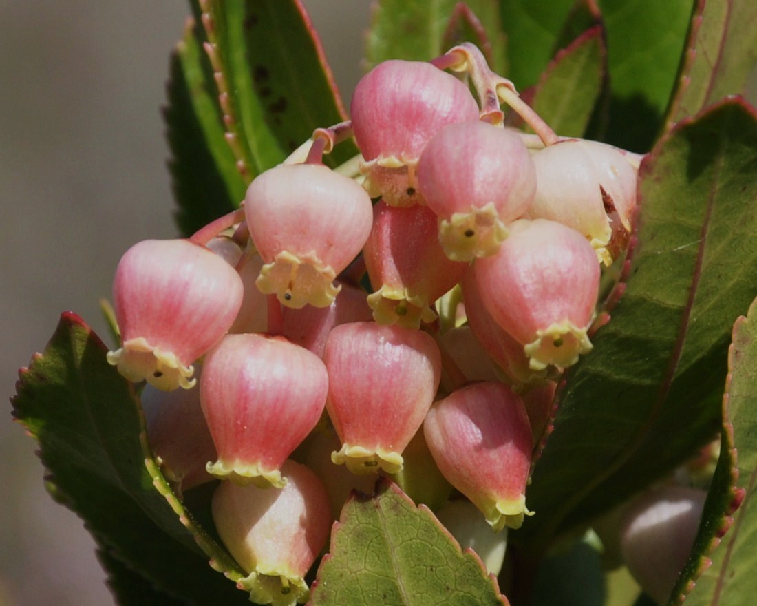 Image of Arbutus unedo specimen.