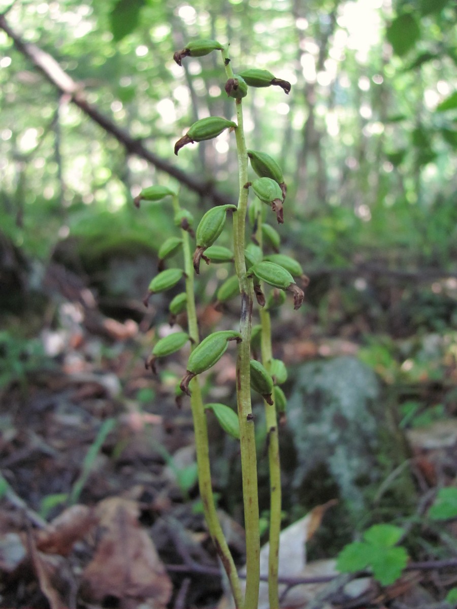 Изображение особи Corallorhiza trifida.