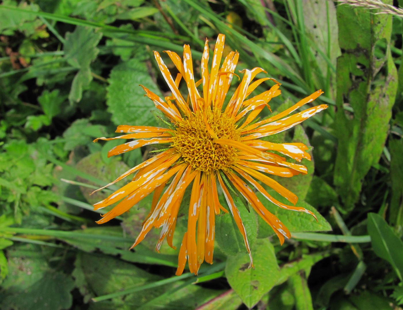 Image of Inula orientalis specimen.