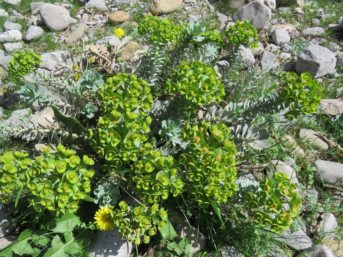 Image of Euphorbia spinidens specimen.