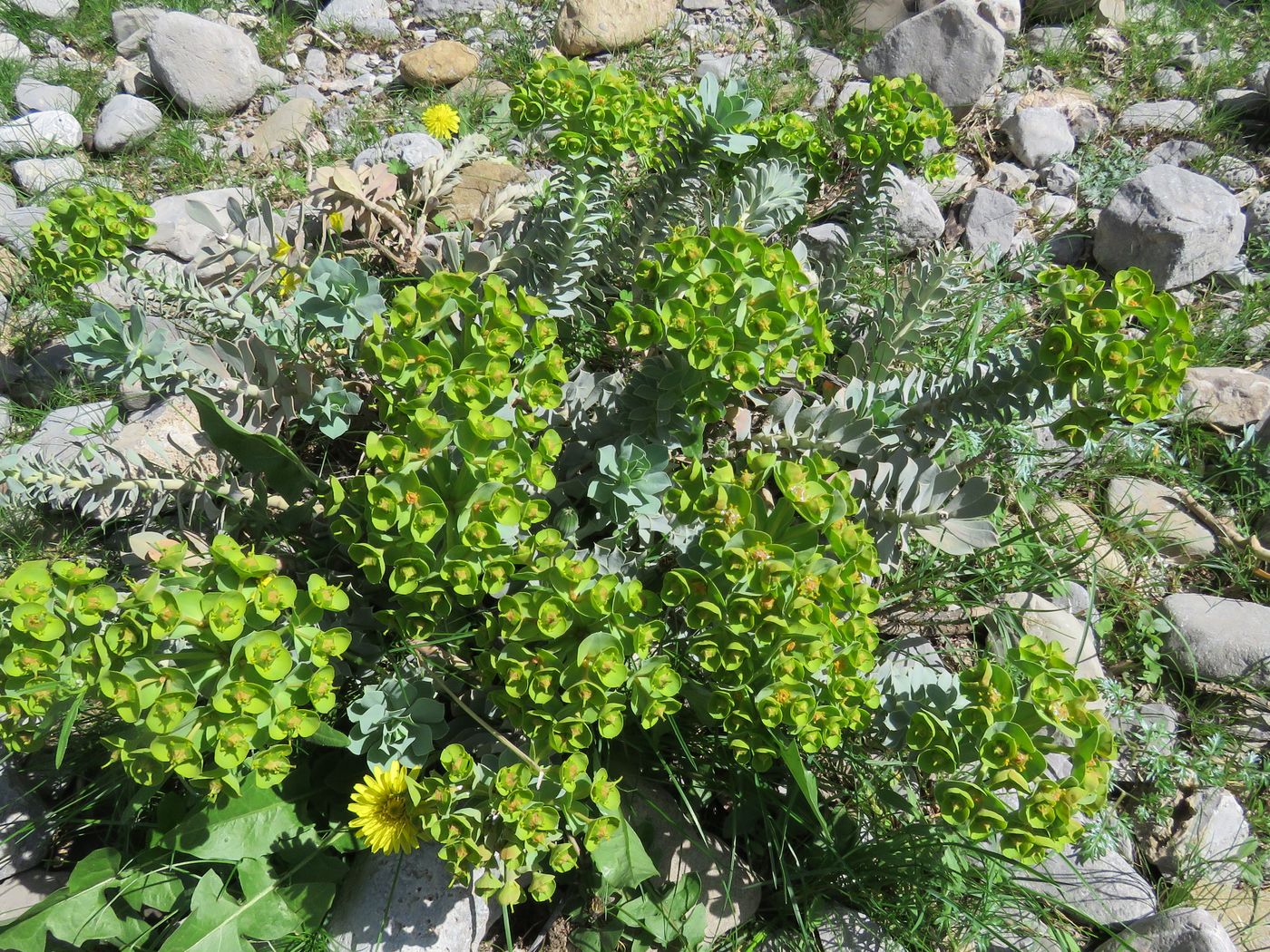 Изображение особи Euphorbia spinidens.