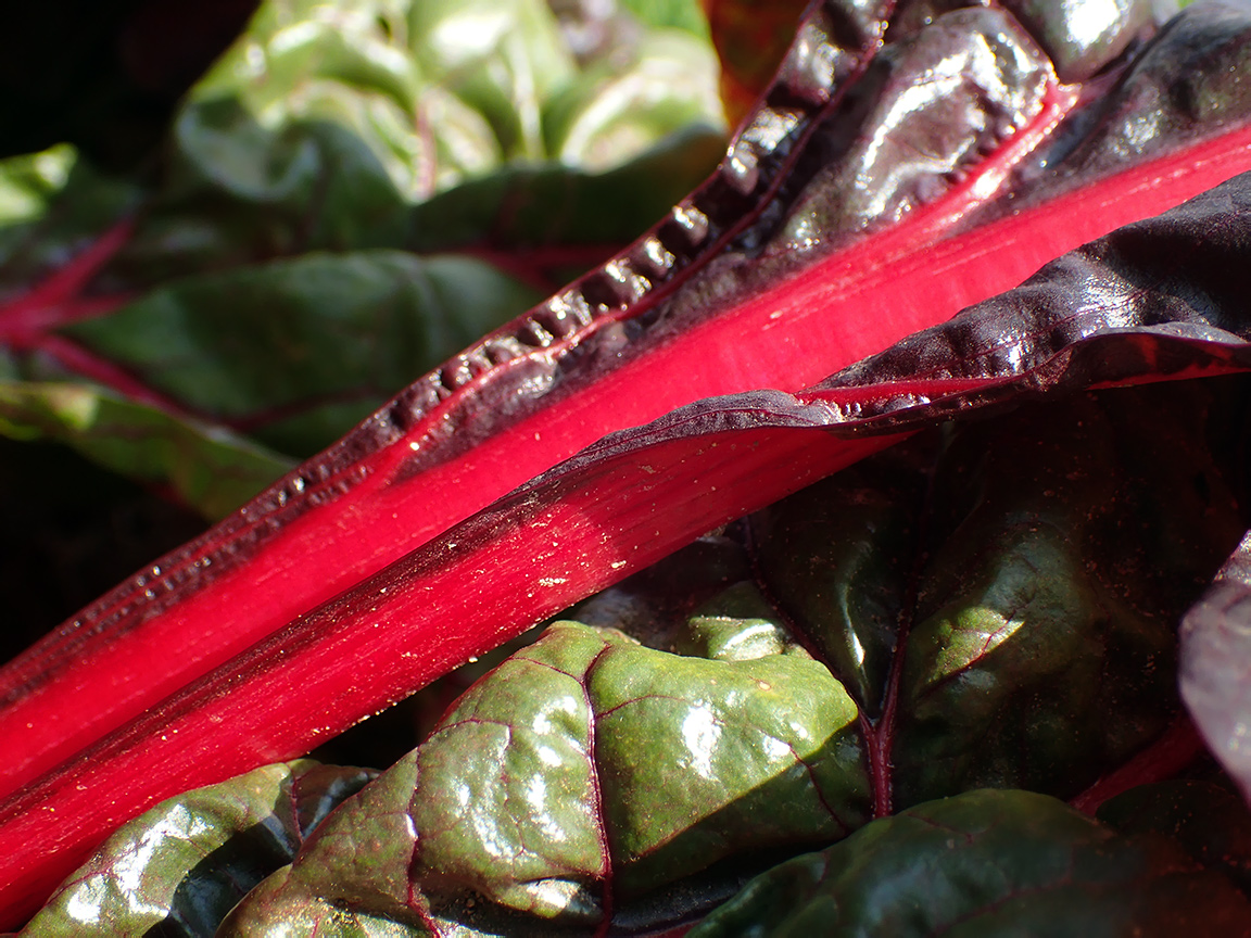 Image of Beta vulgaris ssp. cicla specimen.