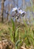 Myosotis lithospermifolia. Верхушка цветущего растения. Краснодарский край, м/о г. Новороссийск, гора Крымская-Долгая, склон южной экспозиции, дубово-буково-грабовый лес, на моховой подушке. 16.04.2022.