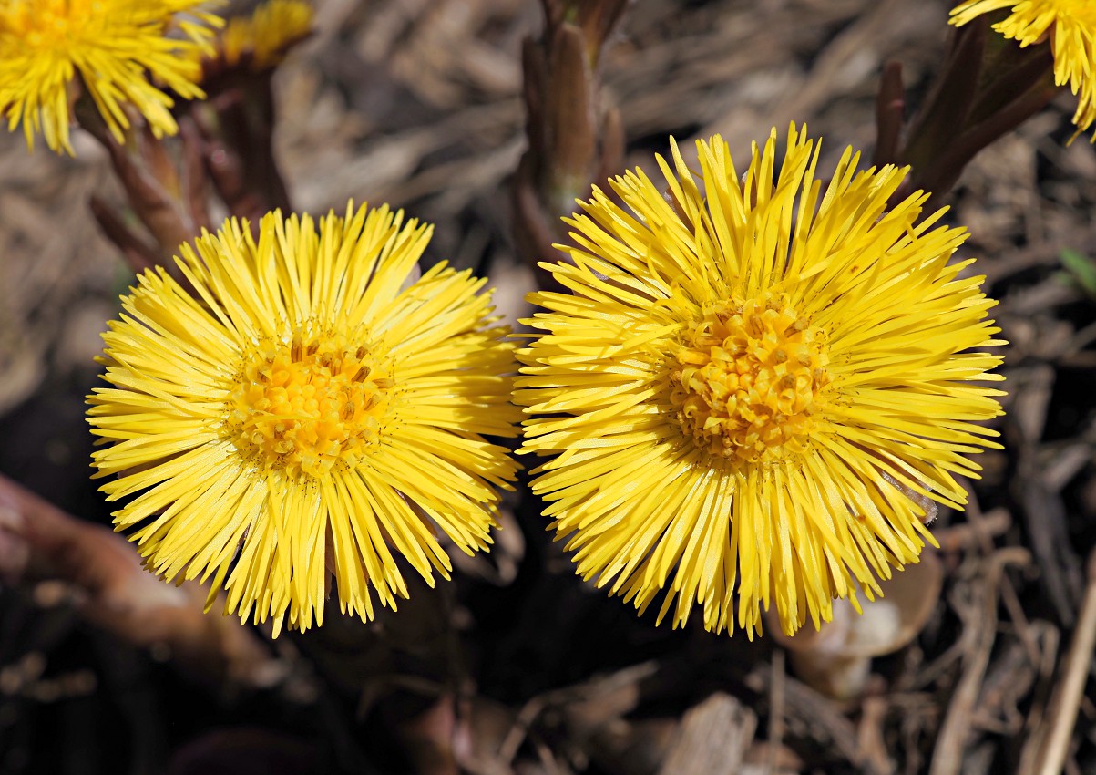 Изображение особи Tussilago farfara.