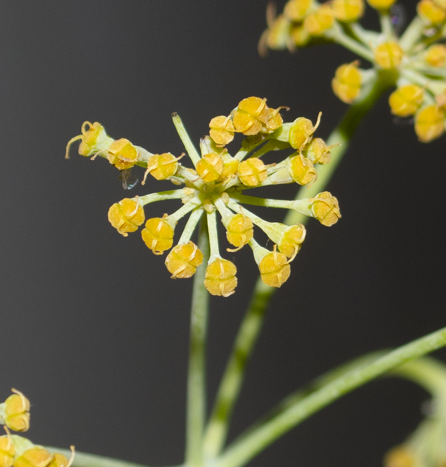 Изображение особи Ferula tingitana.