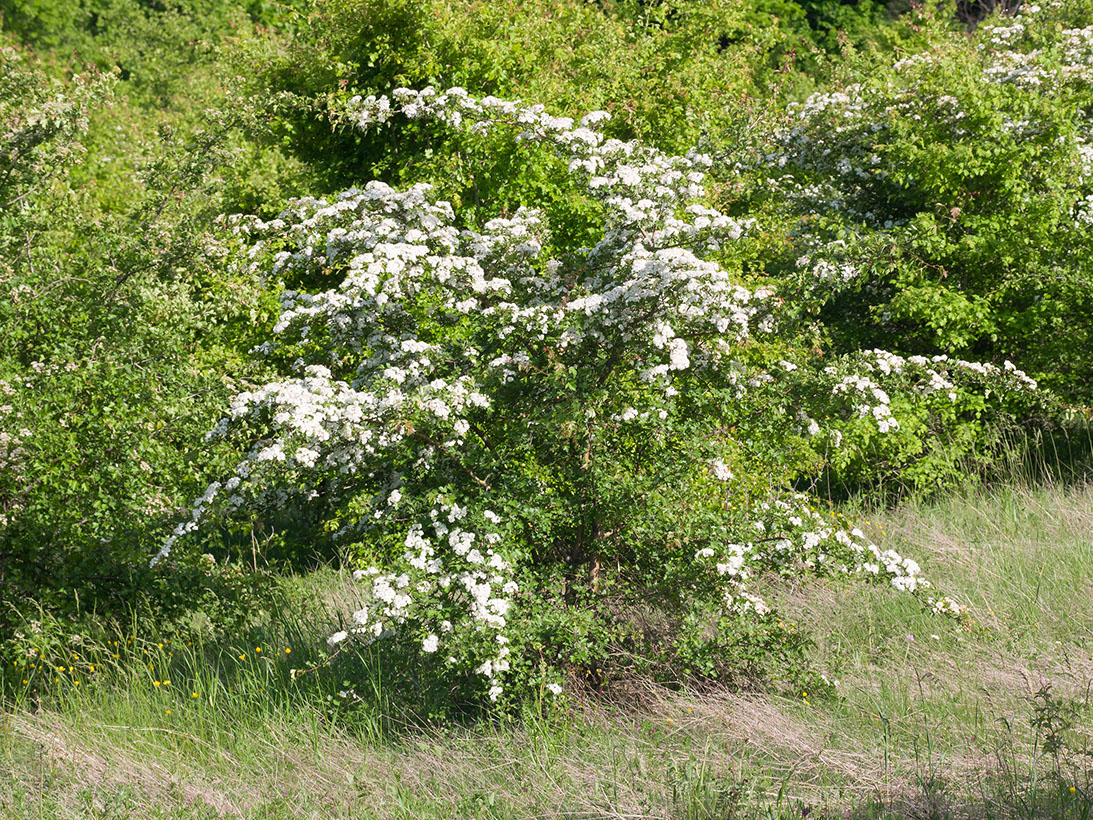 Image of Crataegus rhipidophylla specimen.