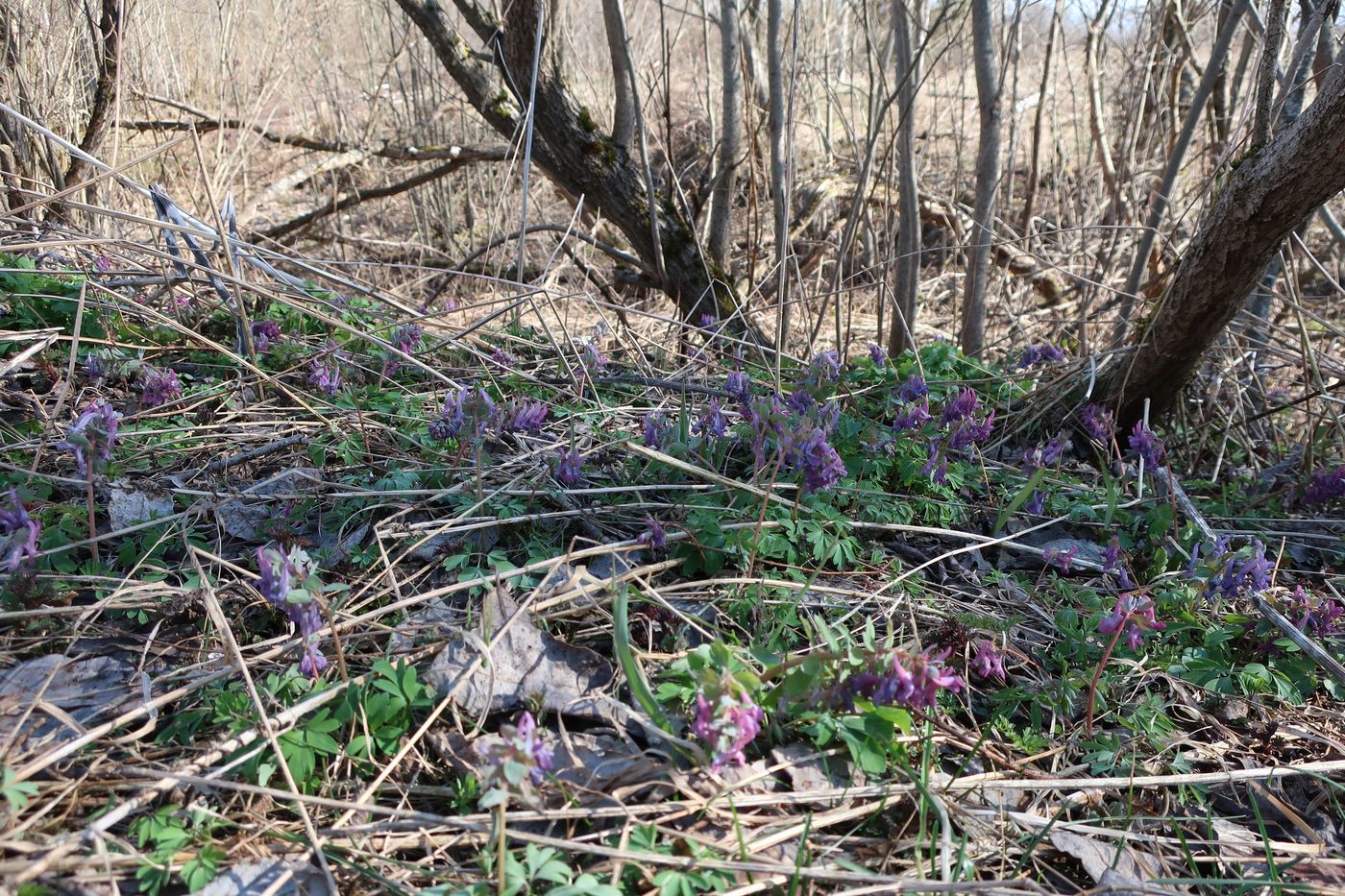 Изображение особи Corydalis solida.