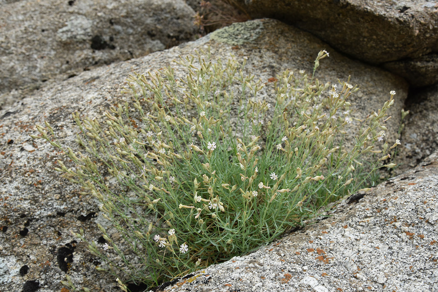 Image of Silene brahuica specimen.