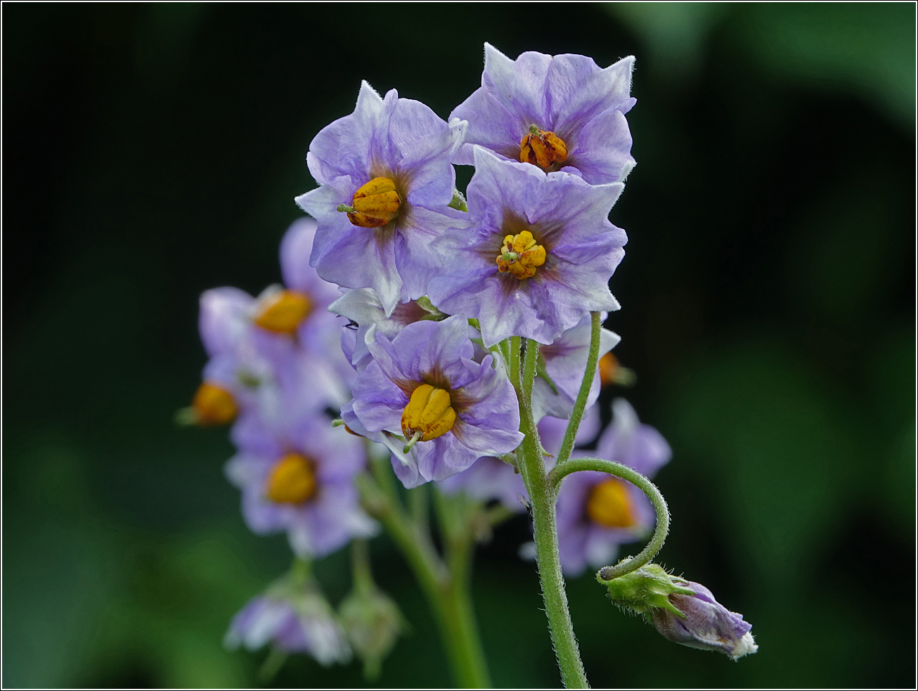 Image of Solanum tuberosum specimen.