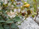 Hypericum nummularioides