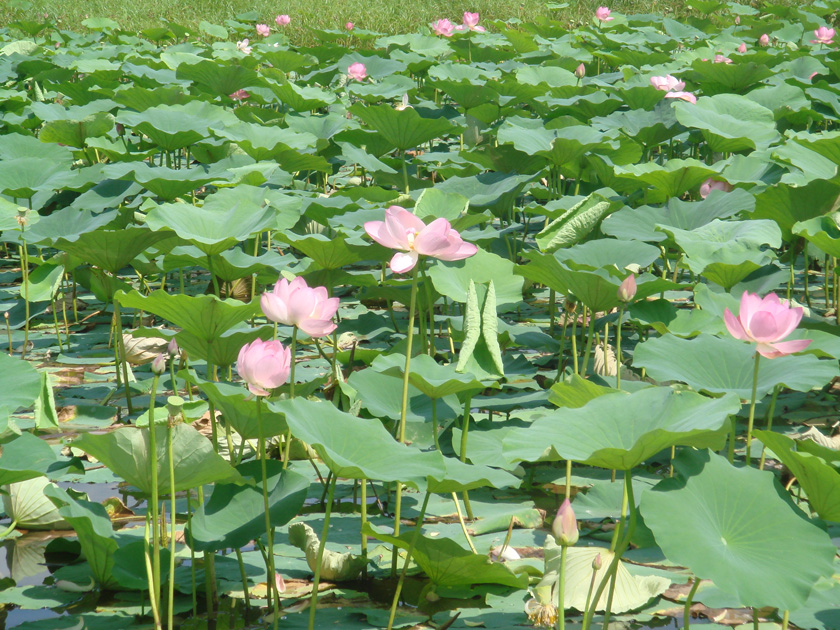 Изображение особи Nelumbo komarovii.