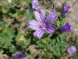 Malva sylvestris. Верхушка цветущего побега. Крым, Белогорский р-н, окр. с. Белая Скала, берег вытекающего из грота горы Ак-Кая ручья. 19.07.2021.