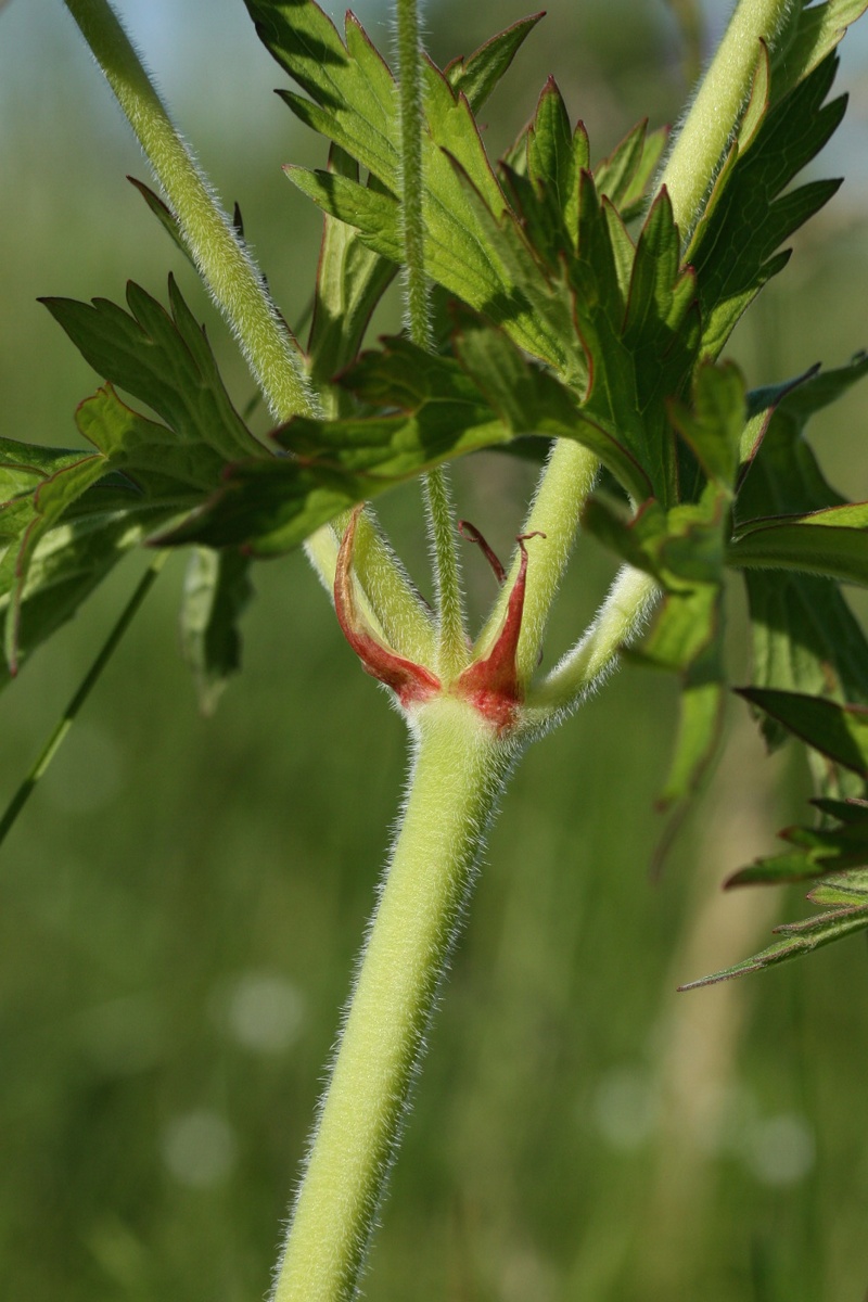 Изображение особи Geranium pratense.