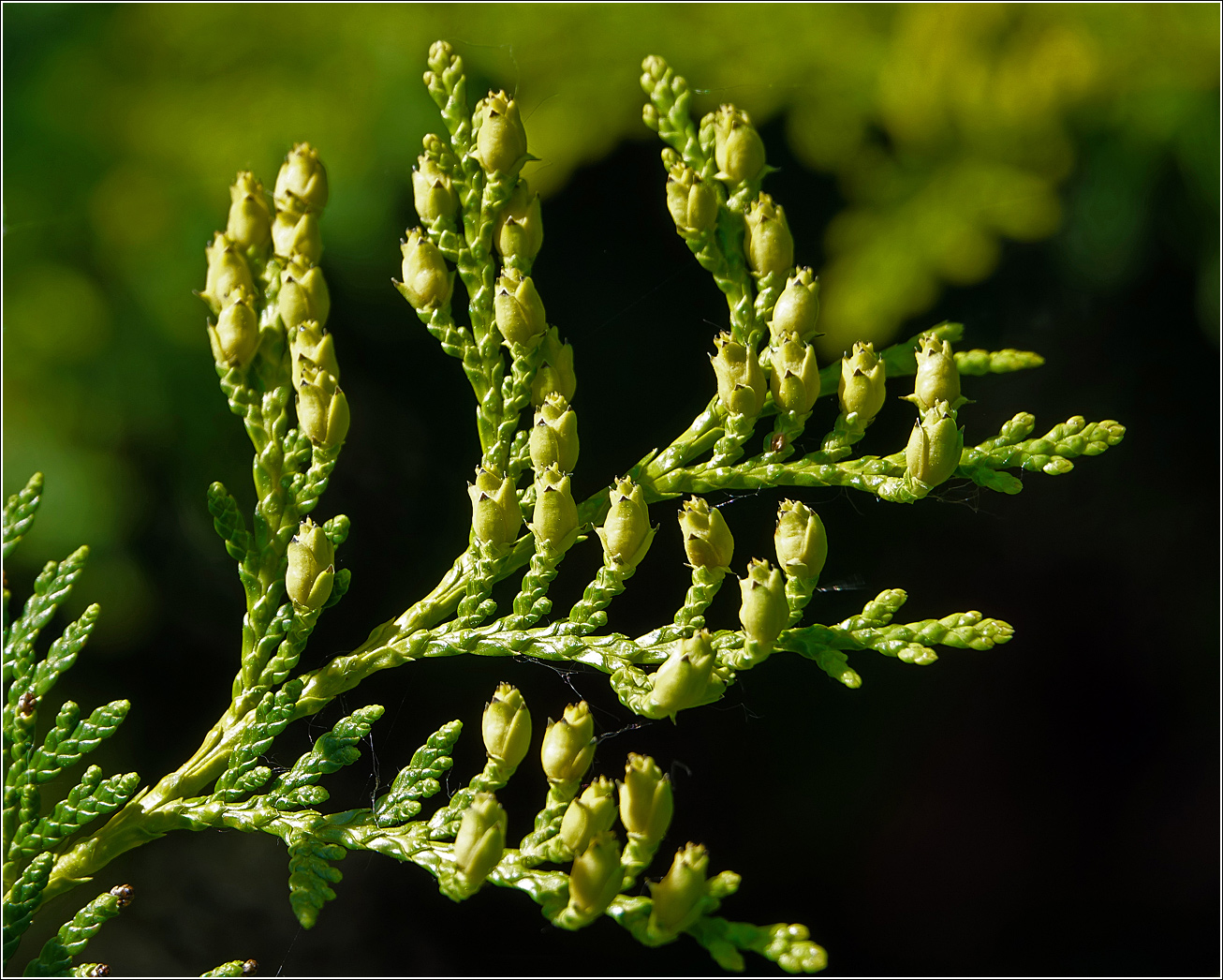 Image of Thuja occidentalis specimen.