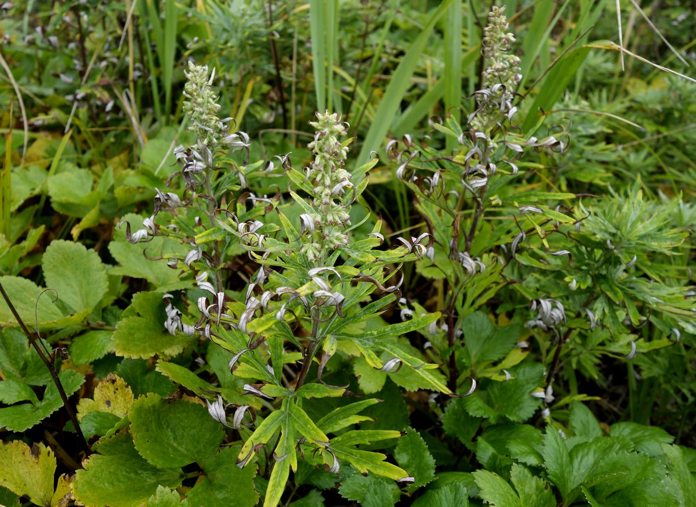 Image of Artemisia opulenta specimen.