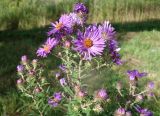 Symphyotrichum novae-angliae. Верхушка цветущего растения. Приморский край, Партизанский р-н, пос Лазовый, около дороги севернее территории Партизанской ГРЭС. 08.09.2021.