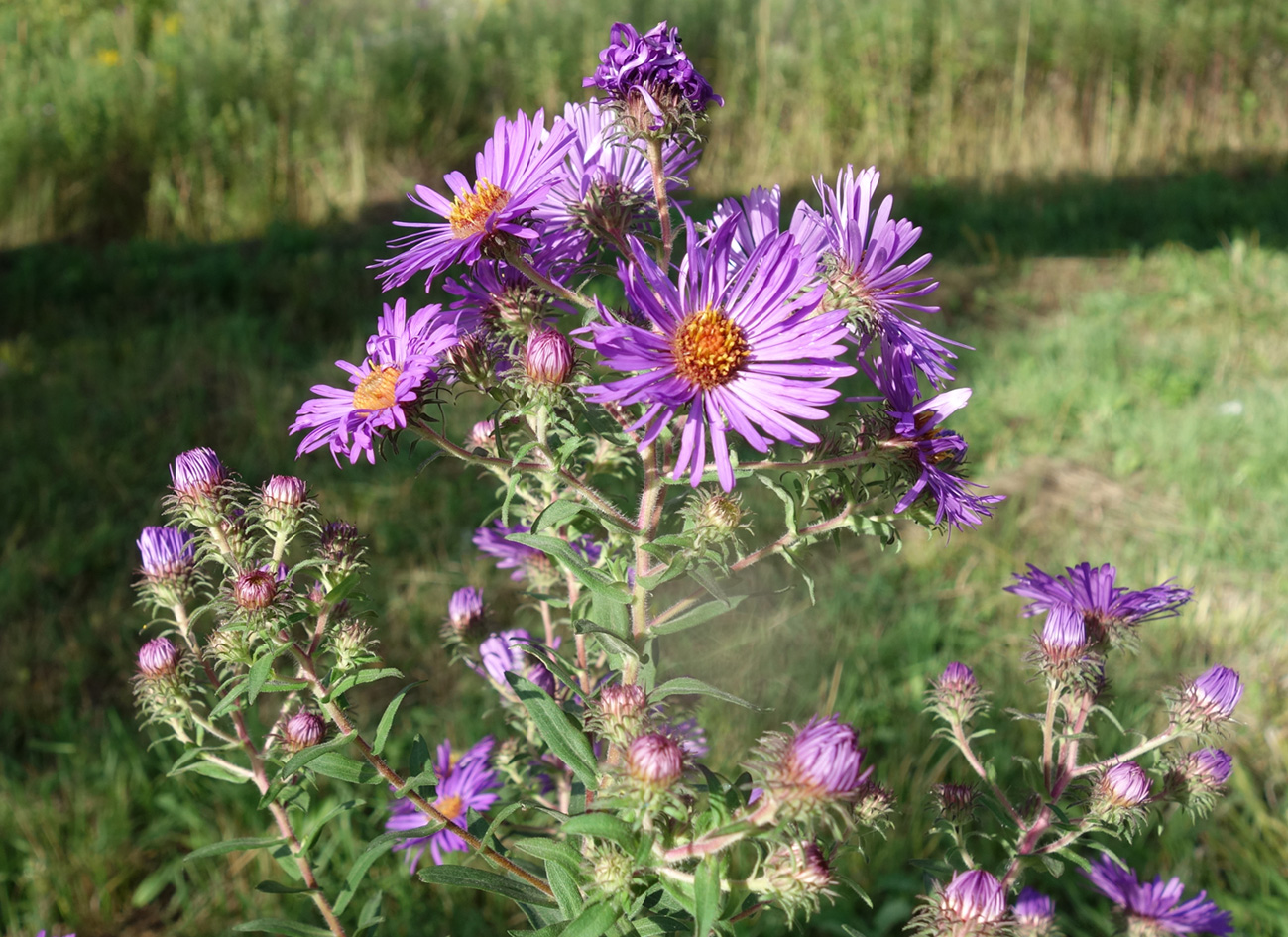 Image of Symphyotrichum novae-angliae specimen.