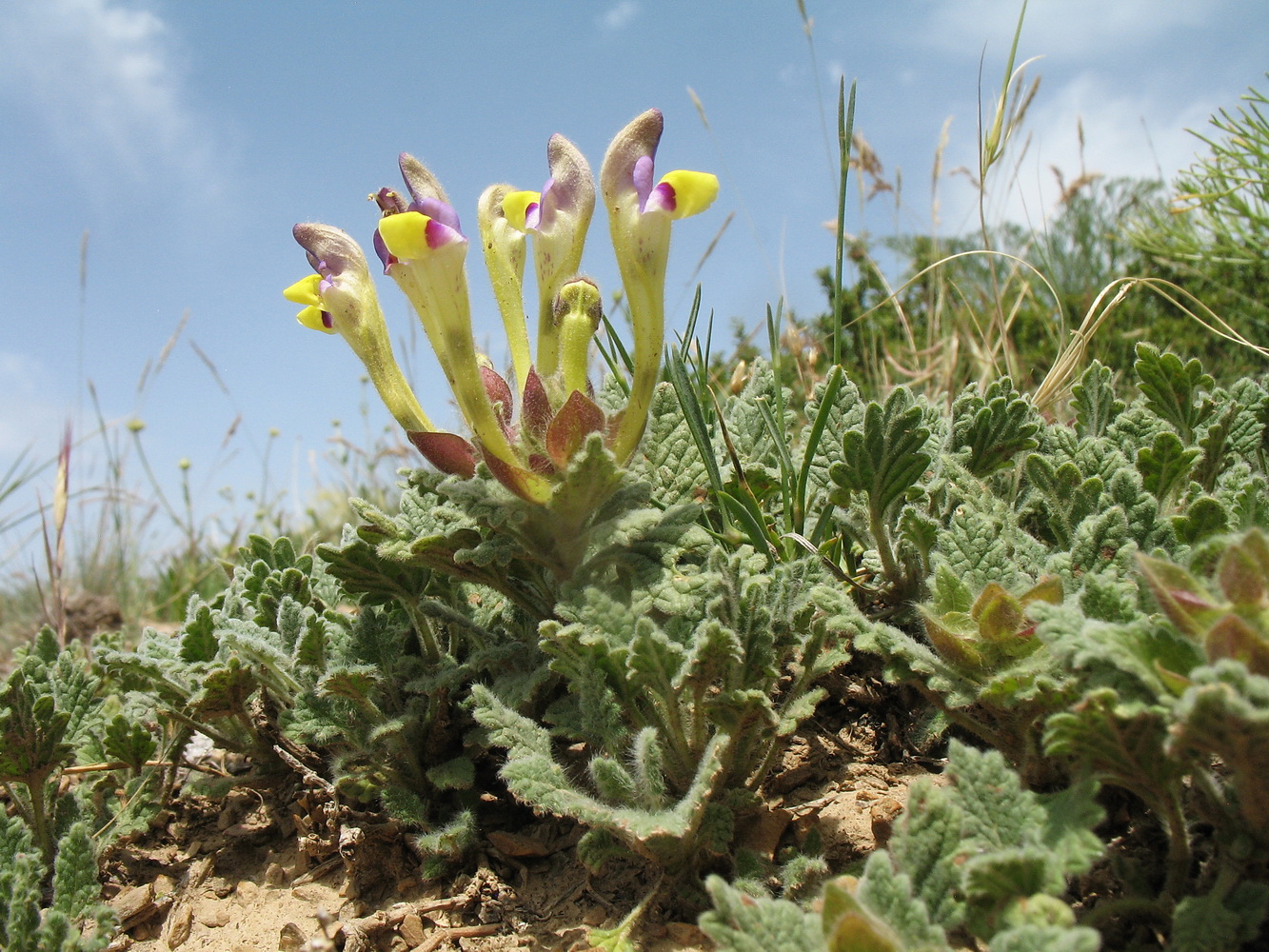 Изображение особи Scutellaria subcaespitosa.