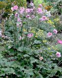 Anemone scabiosa