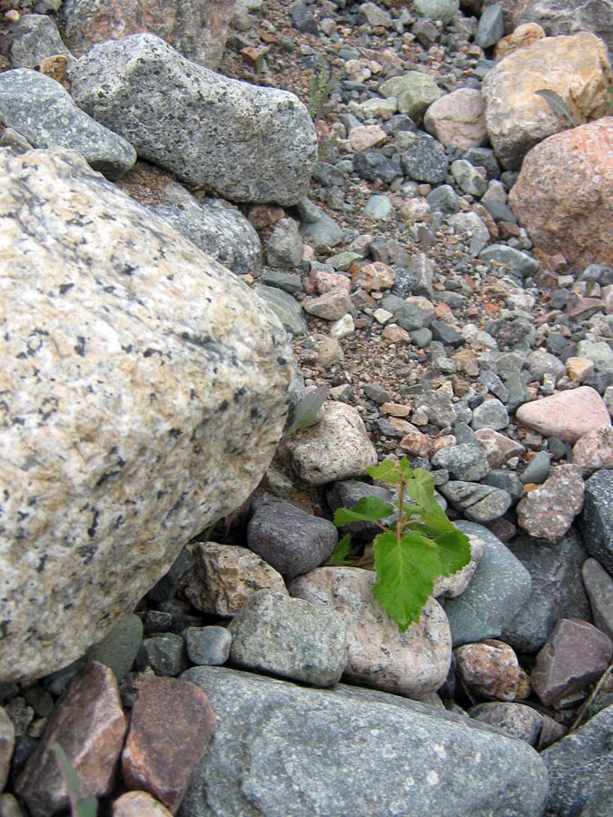 Изображение особи Betula tianschanica.