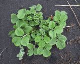 genus Potentilla. Вегетирующее растение в каплях дождя на пляже. Камчатский край, Елизовский р-н, берег Авачинского залива, Халактырский пляж. 28.08.2022.
