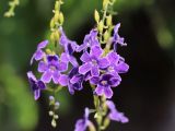 Duranta erecta