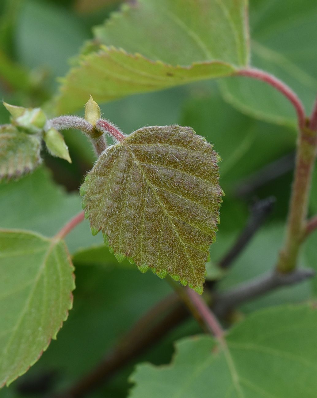 Image of Betula litwinowii specimen.