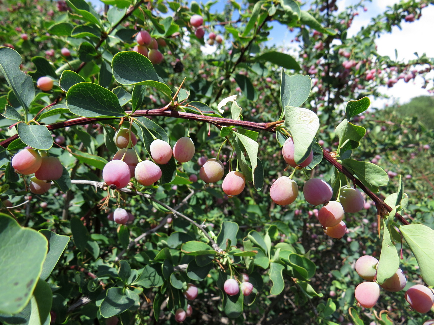 Image of Berberis sphaerocarpa specimen.