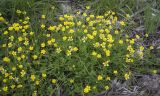 Ranunculus repens