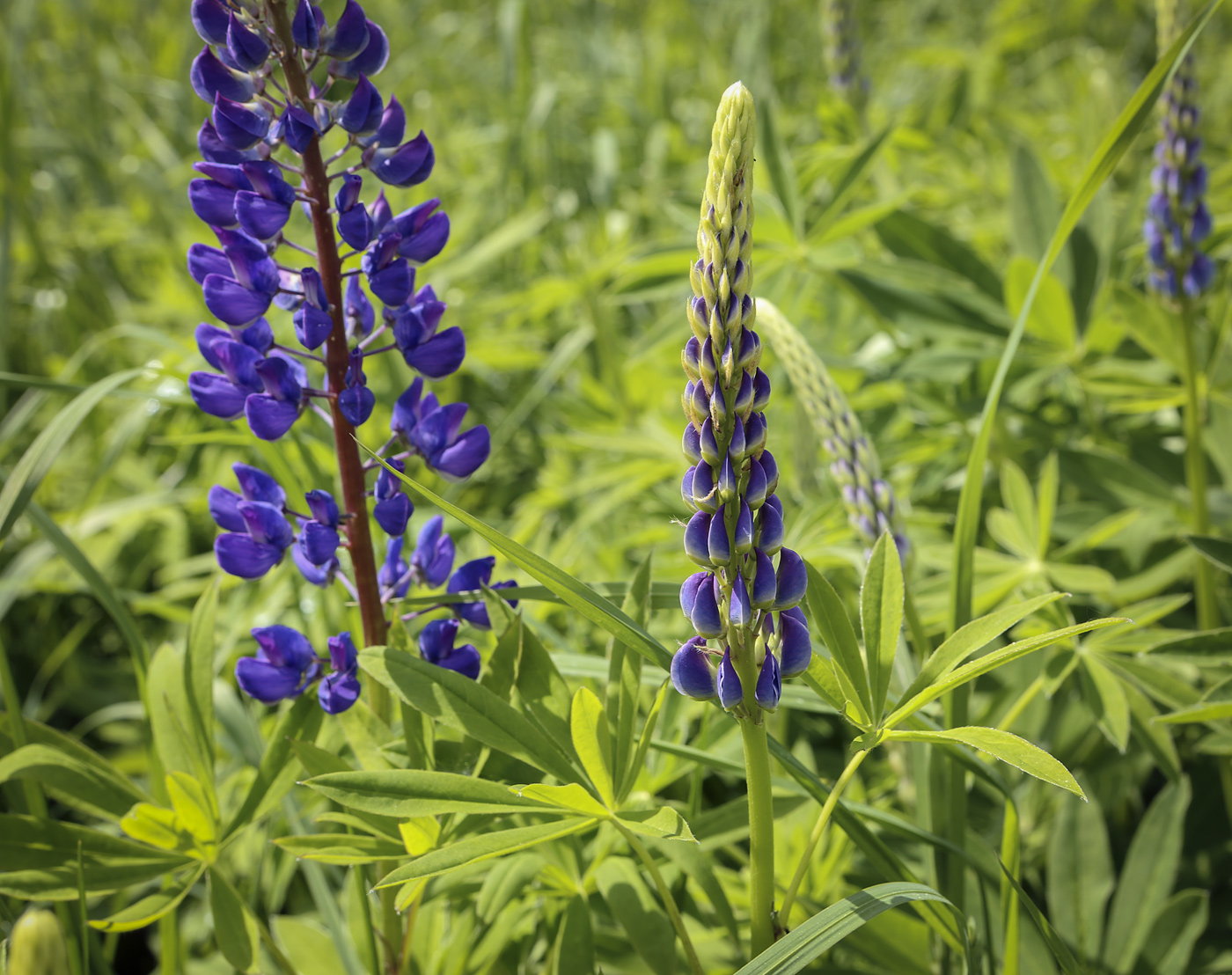 Image of Lupinus polyphyllus specimen.