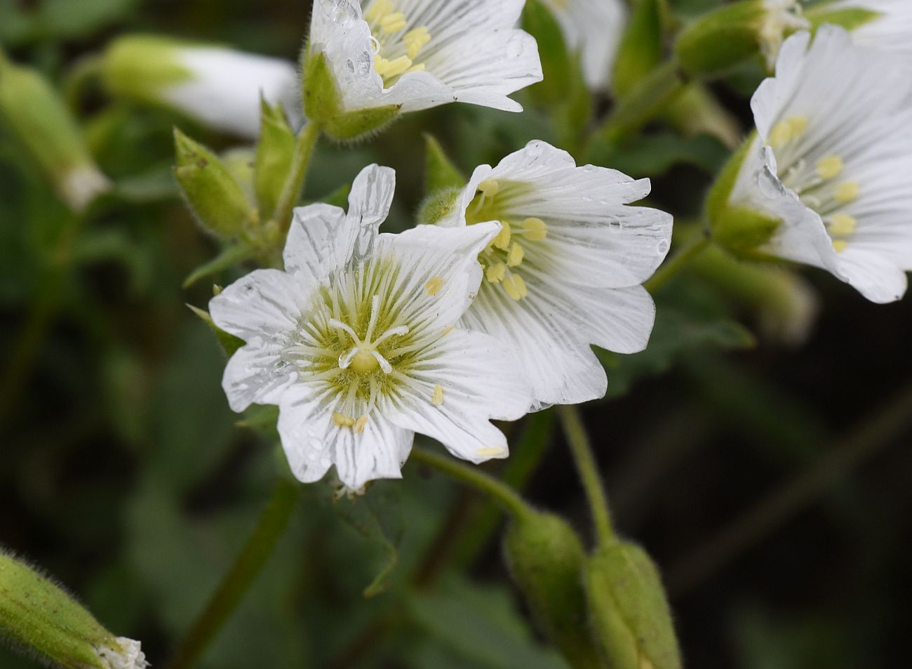 Изображение особи Cerastium multiflorum.