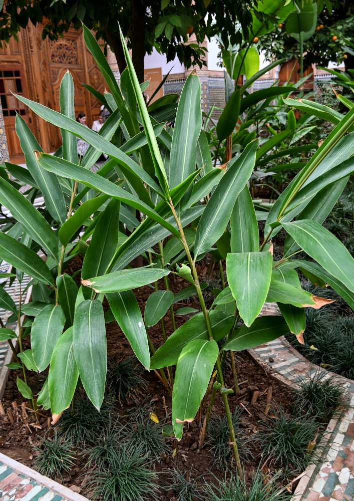 Image of Alpinia zerumbet specimen.
