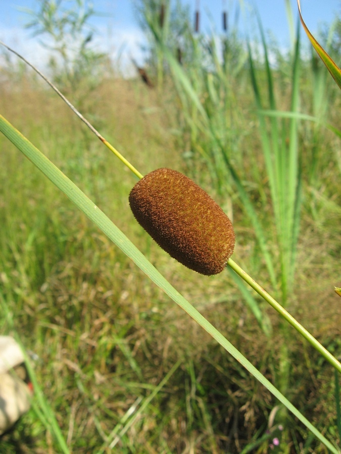 Изображение особи Typha laxmannii.