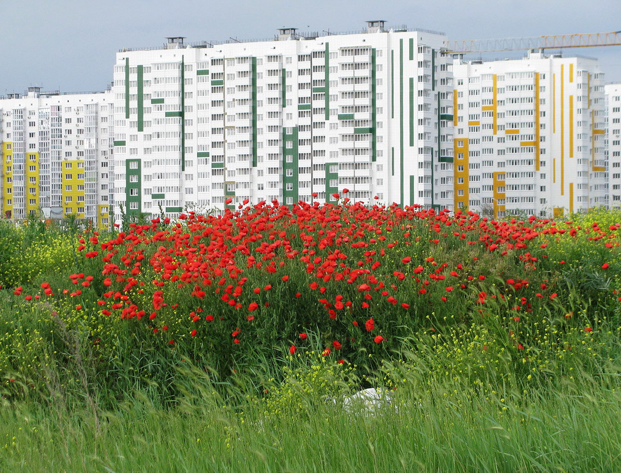 Изображение особи Papaver rhoeas.