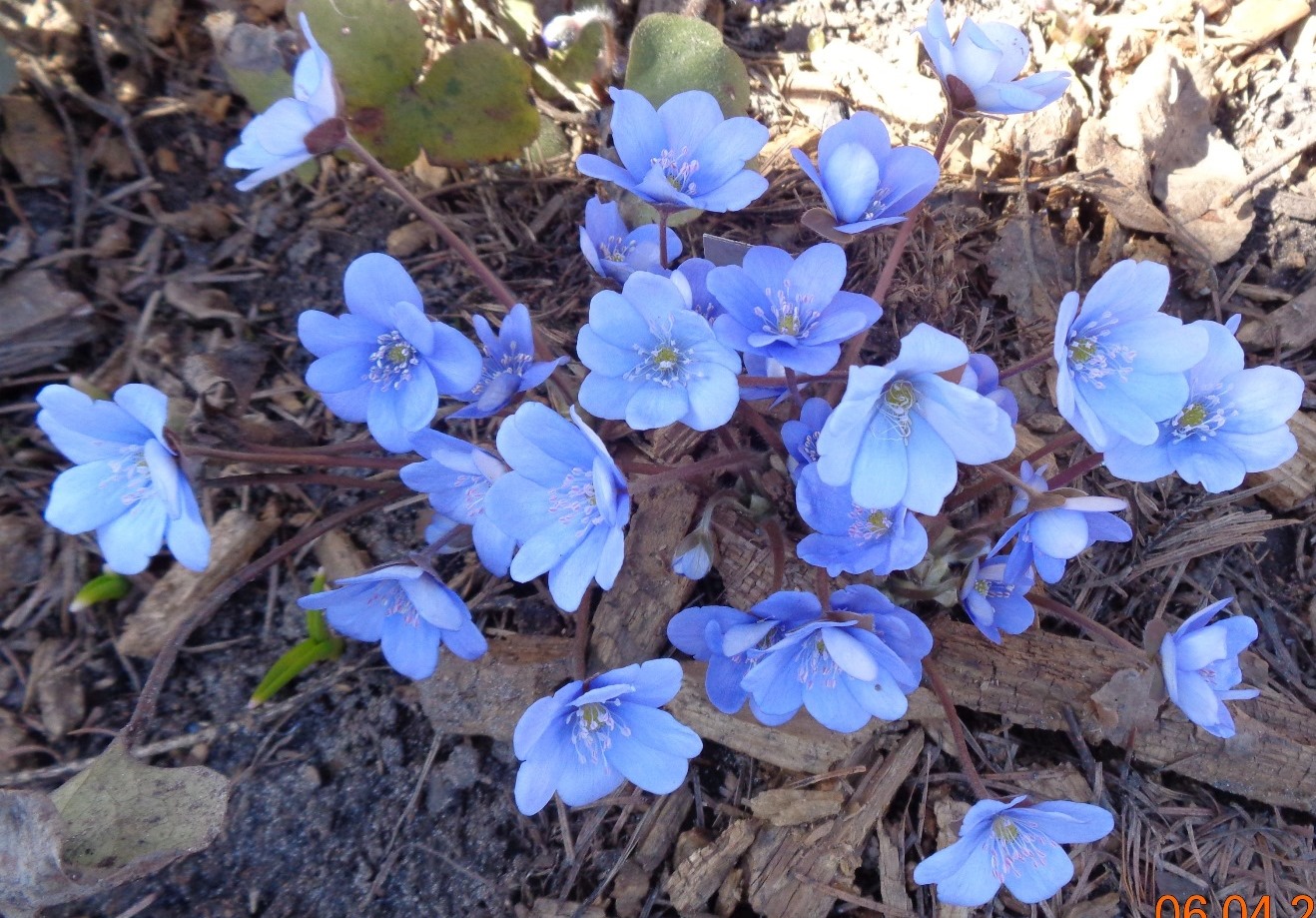 Image of Hepatica nobilis specimen.