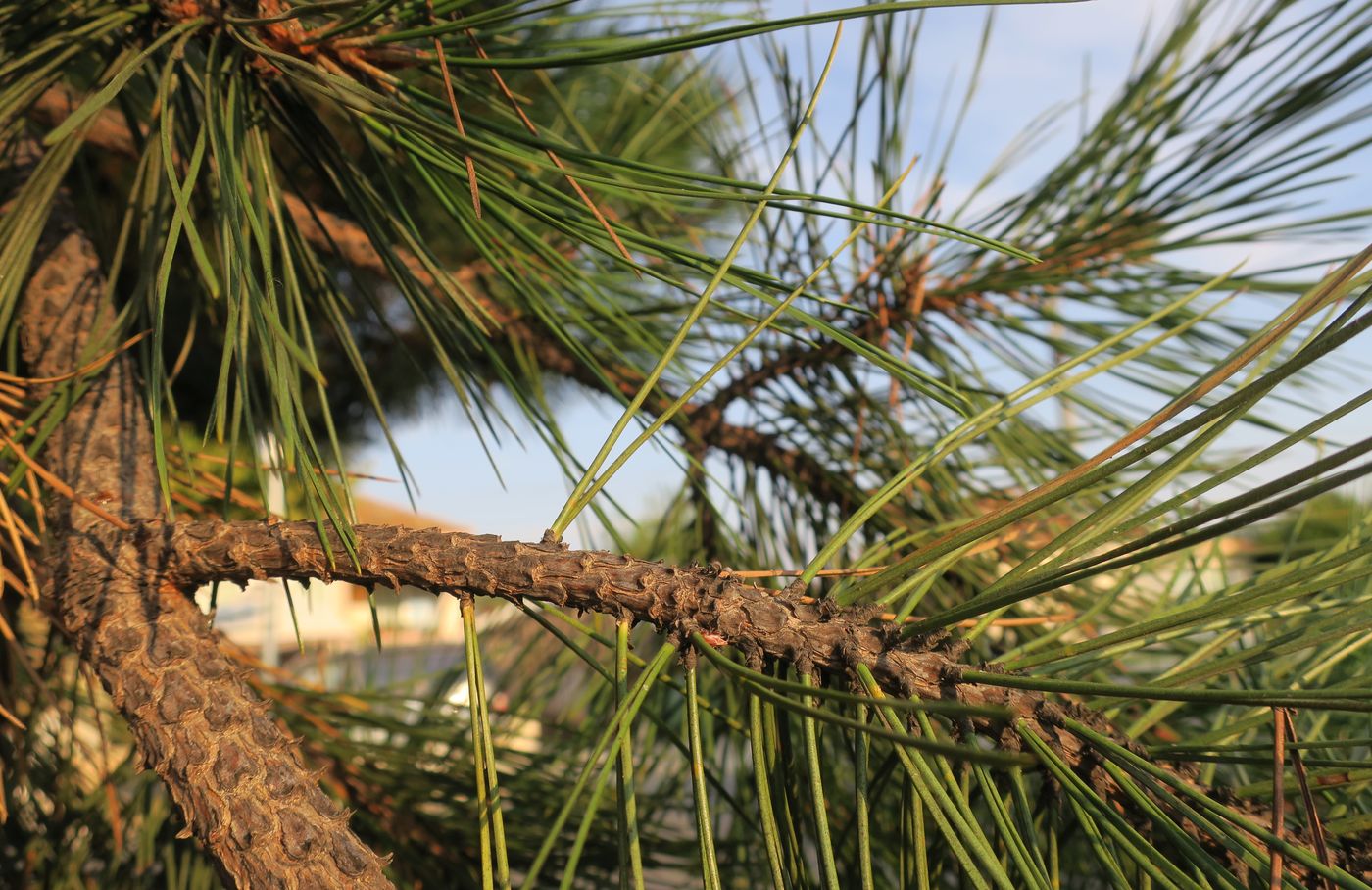 Изображение особи Pinus ponderosa.