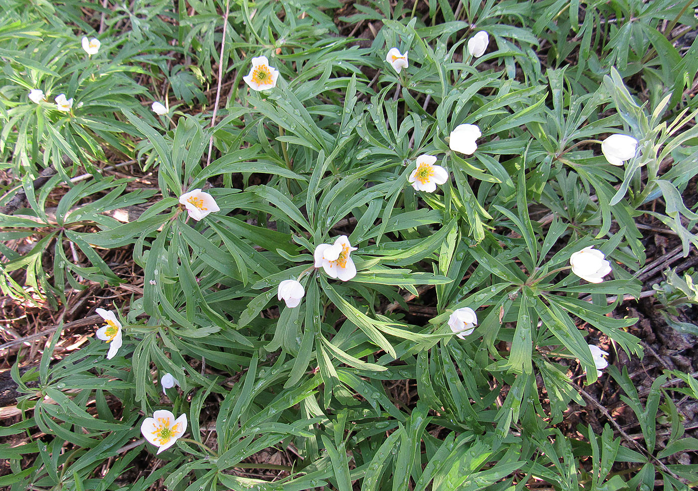 Image of Anemone caerulea specimen.