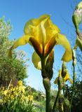 Iris × hybrida