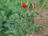 Glaucium corniculatum