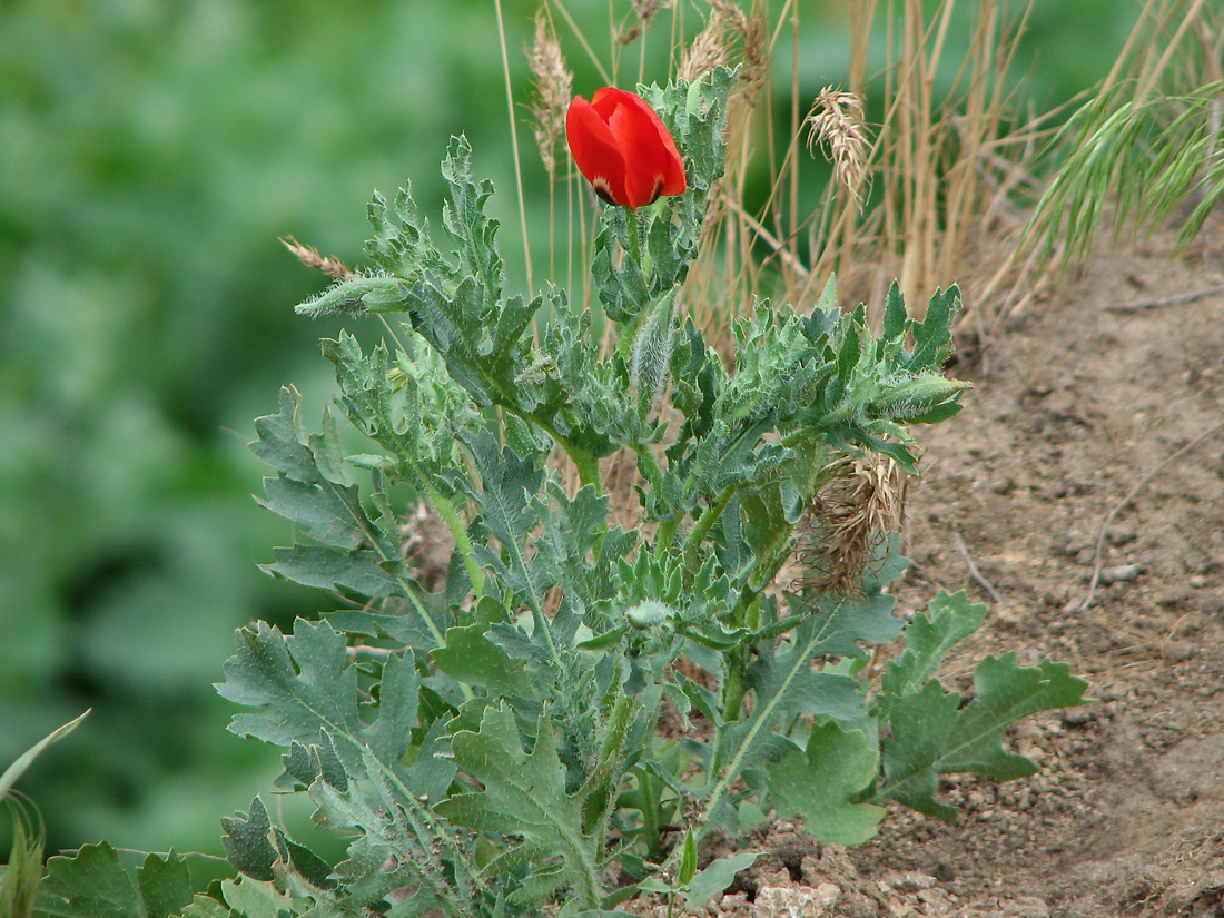 Изображение особи Glaucium corniculatum.